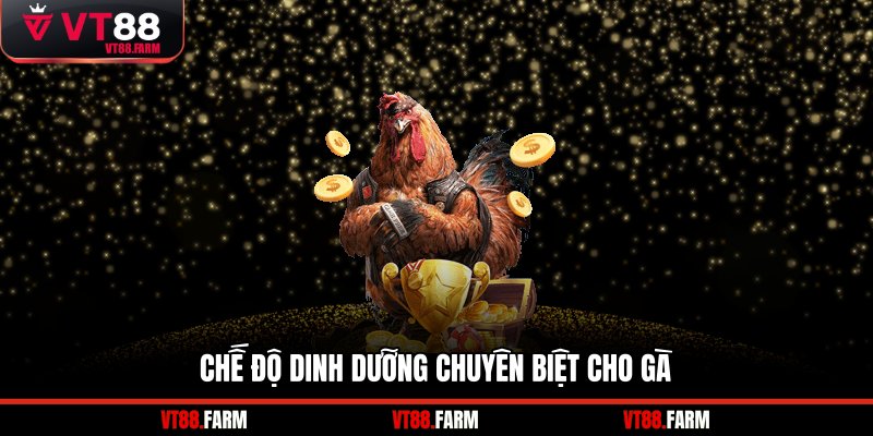 Chế độ dinh dưỡng chuyên biệt cho gà