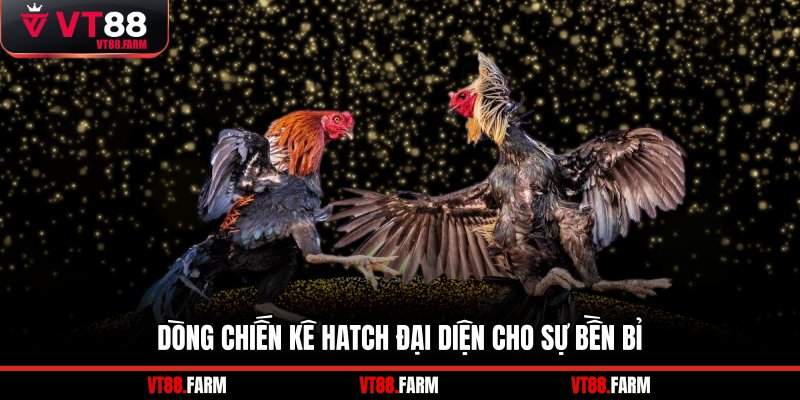 Dòng chiến kê Hatch đại diện cho sự bền bỉ