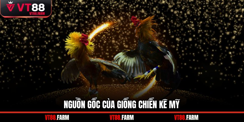 Nguồn gốc của giống chiến kê Mỹ